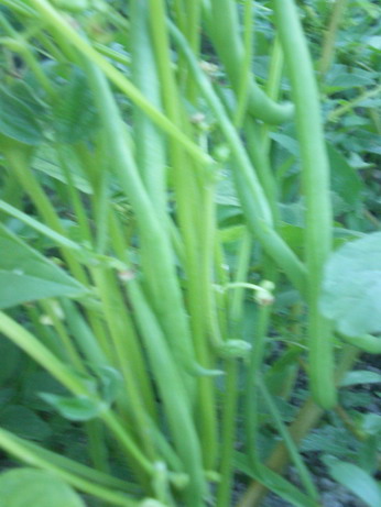 c0124619_15223615.jpg