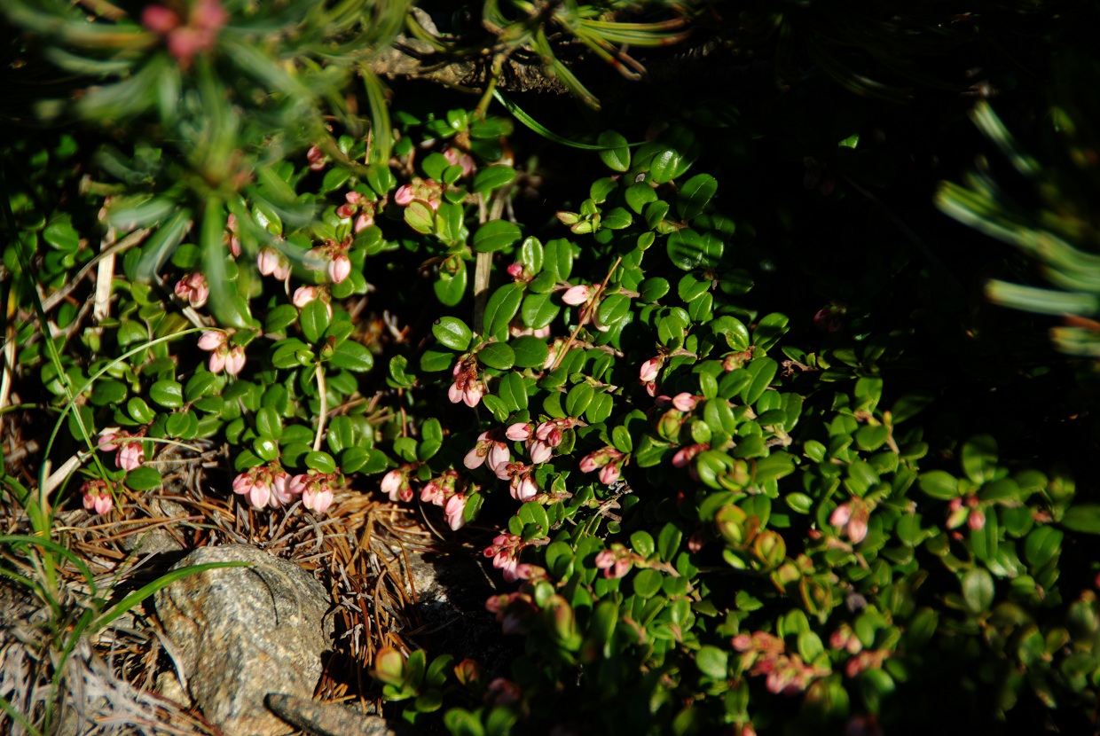 b0062024_75551.jpg