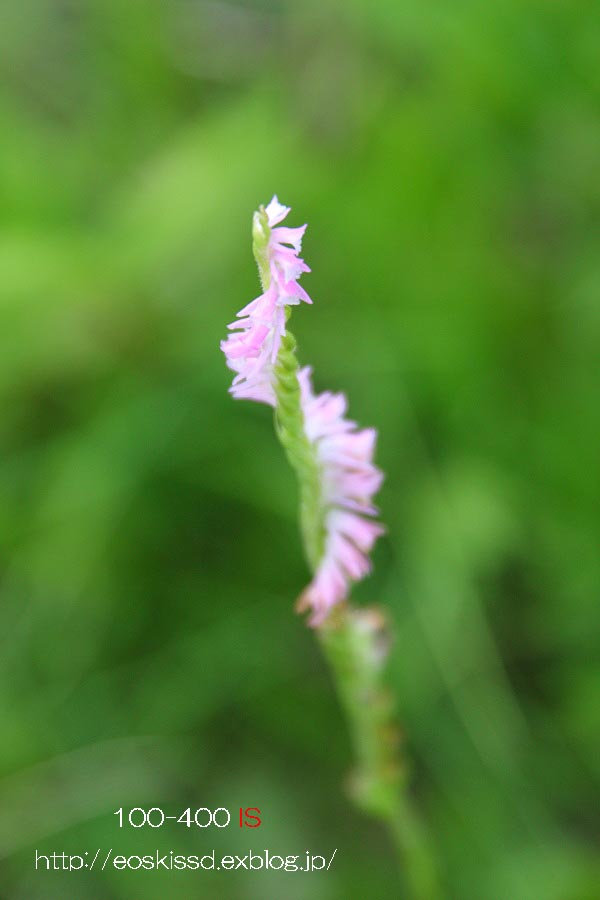 《花》　捩花　18-270mm　（大崎植物園）_c0080036_0363847.jpg