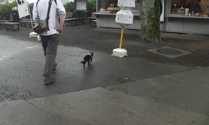 「猫に引かれて薬王院」_a0037338_2293610.jpg