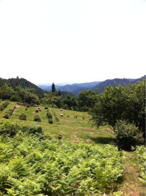 癒しの山へ…フィナーレ!になるのかなぁ…?(しろよ!)_b0136045_20262997.jpg