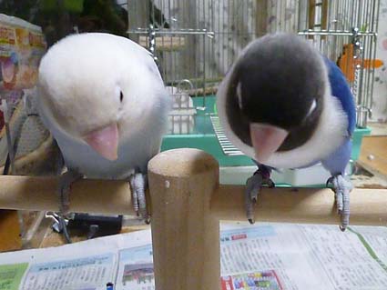 大きさ比較_e0147757_2230128.jpg