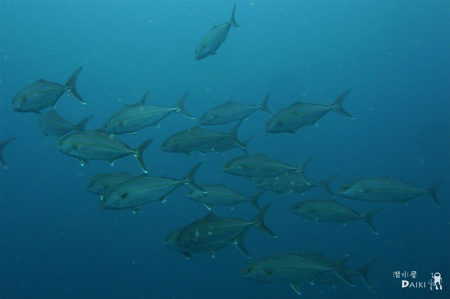 e0158261_7254167.jpg