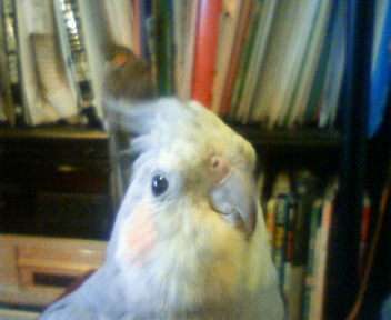 オカメインコが邪魔して日記かけない日記_d0244370_07748.jpg
