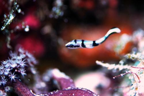 アジアコショウダイ 柏島 Under The Sea Log