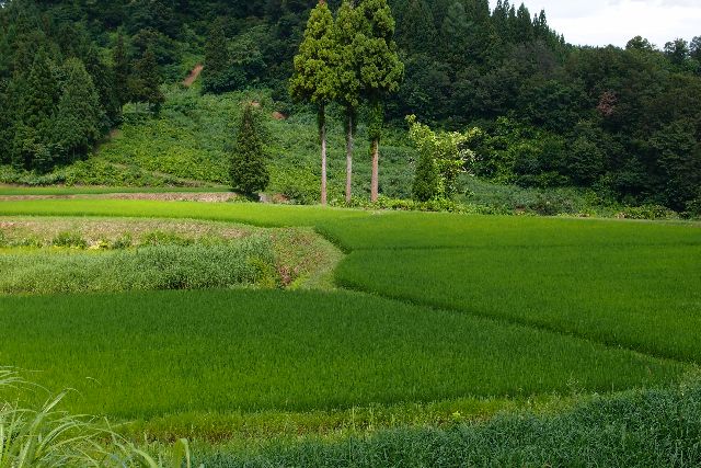 大雨のあと_a0025576_2141194.jpg