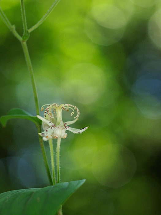 箱根湿生花園～その他いろいろ～_a0161380_1103763.jpg