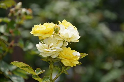 c0229483_8264167.jpg