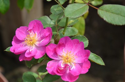c0229483_8304714.jpg