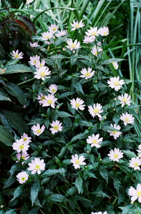 d0180285_10164859.jpg