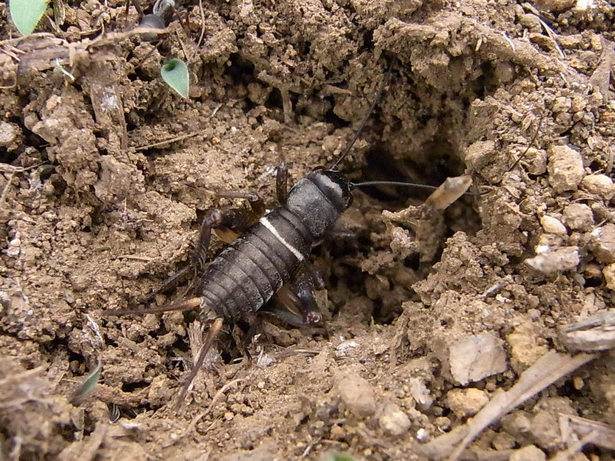コオロギの幼虫 写ればおっけー コンデジで虫写真