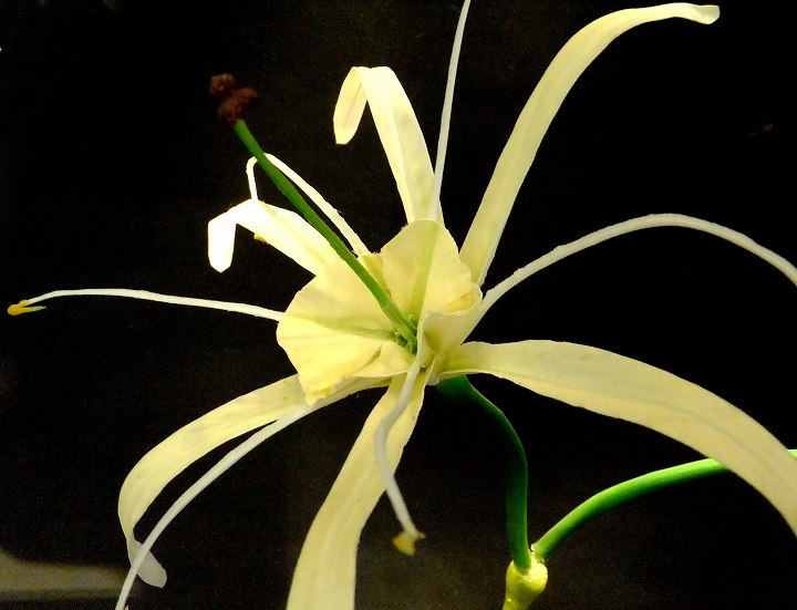 砂漠の花ヒメノカリス ブルジュハリファ 写真でイスラーム
