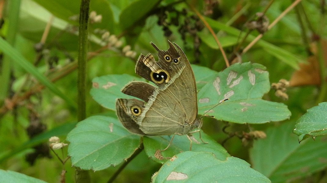 a0152692_17475327.jpg