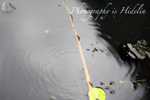 あめんぼ・Water strider・水馬・・・難しいぃ~_c0011204_1791830.jpg