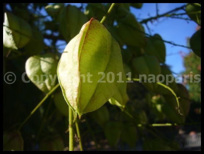 【街角の植物】モクゲンジKoelreuteria paniculata （Savonnier）_a0008105_20455937.jpg