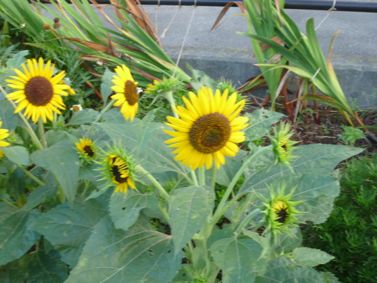 c0097309_8124184.jpg