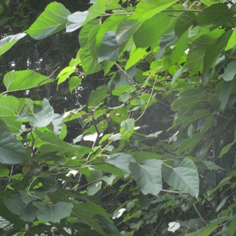 c0160822_13585893.jpg