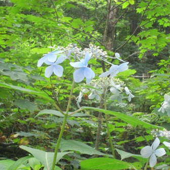 c0160822_1475384.jpg