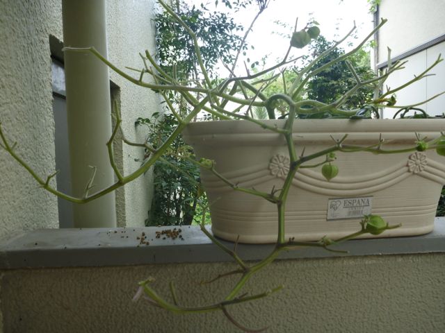 青虫いなくなりました。_b0054727_630021.jpg