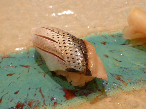 d0170140_4405012.jpg