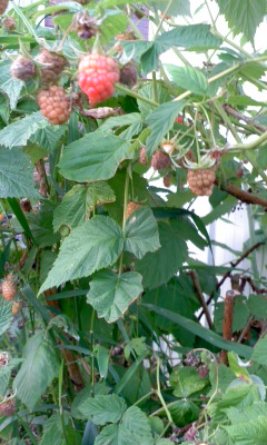 木イチゴ_a0142642_19281058.jpg