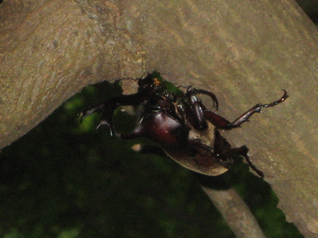 七沢で昆虫探し_f0172342_1158523.jpg