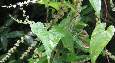 にわか雨_e0228147_224388.jpg