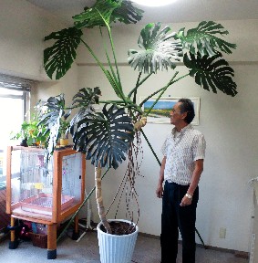 巨大モンステラ を救え ブレスガーデン Breath Garden 大阪 泉南のお花屋さんです 巨大モンステラ を救え ブレスガーデン Breath Garden 大阪 泉南のお花屋さんです