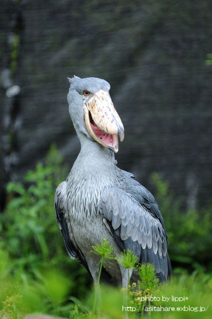 ハシビロコウって 動物園でお散歩