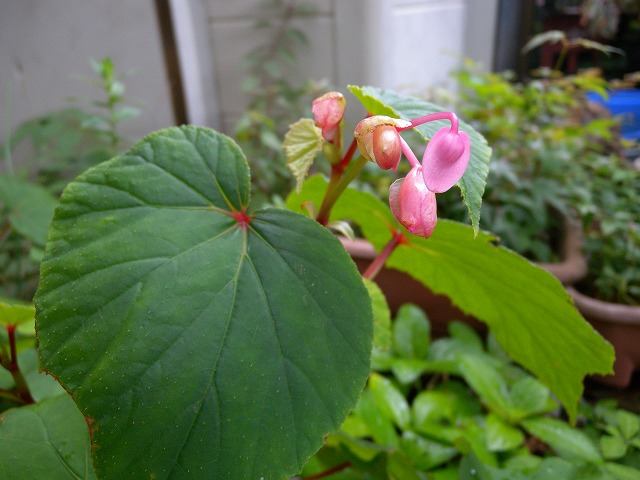 b0104861_20132753.jpg