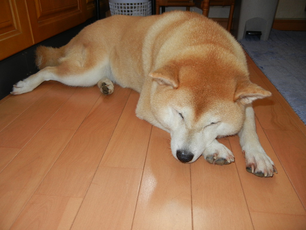 2011年8月3日(水)夏空と稲穂と待宵草!_f0060461_1151792.jpg