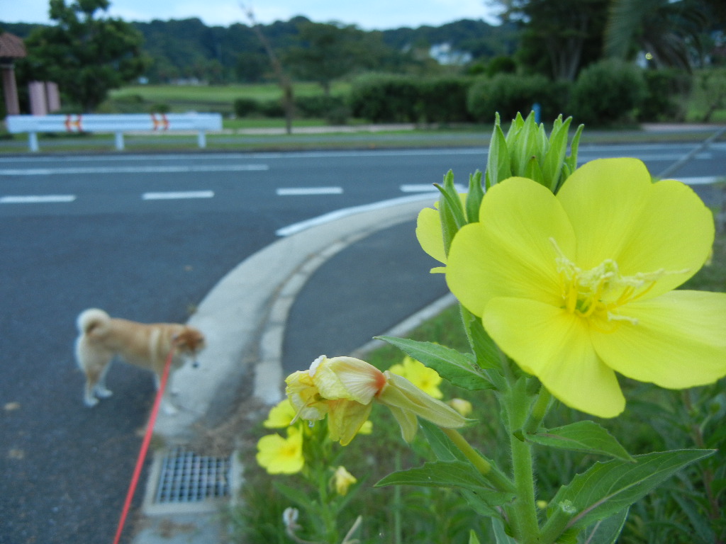 2011年8月3日(水)夏空と稲穂と待宵草!_f0060461_12141264.jpg