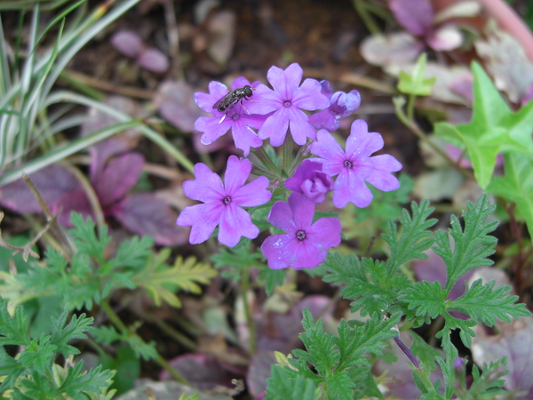 今咲いている～庭の花～②_d0233866_2391577.jpg