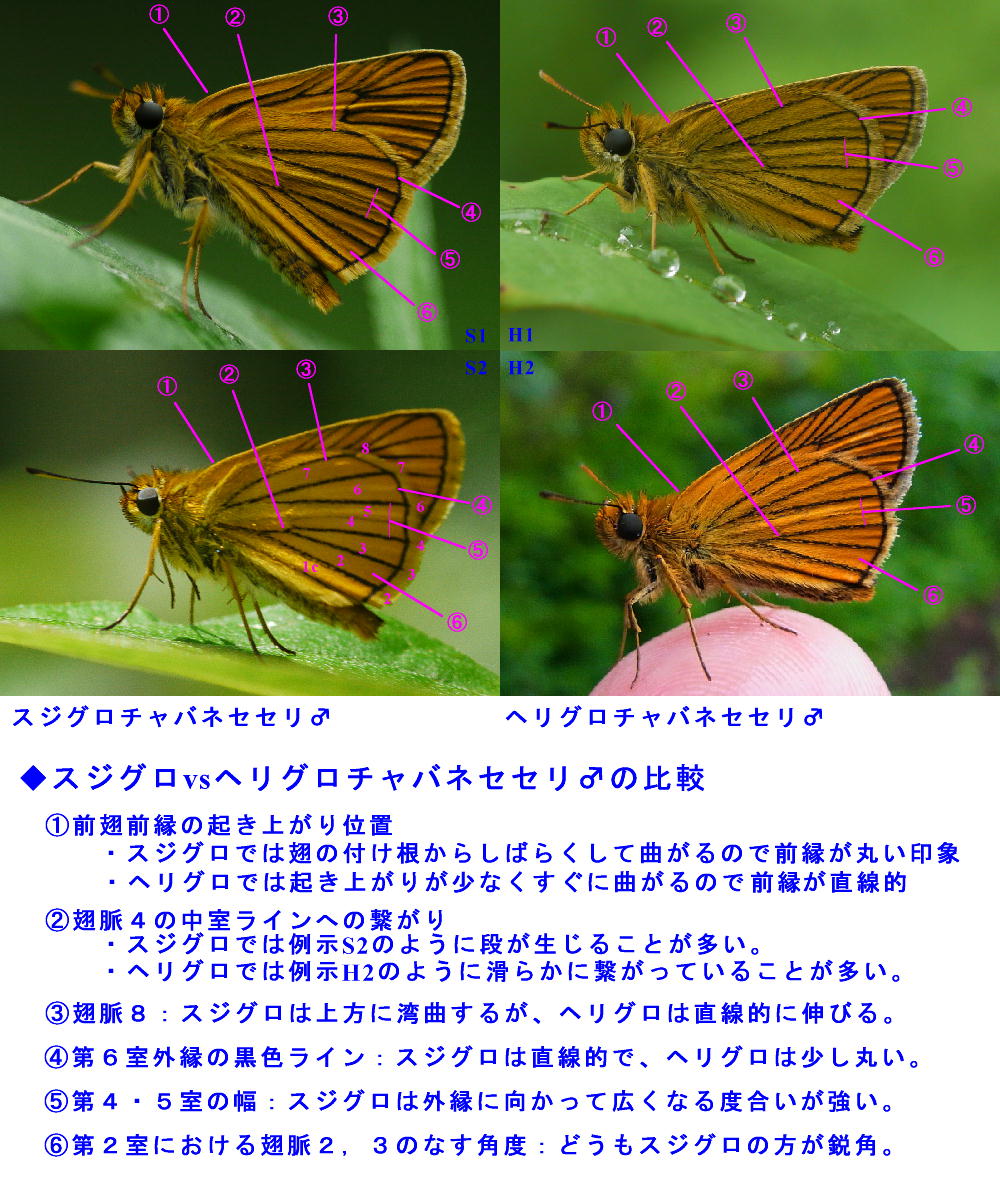 類似☆ スジグロチャバネセセリ×ヘリグロチャバネセセリ 翅裏・翅表比較図Ver.2.0_a0146869_2357194.jpg