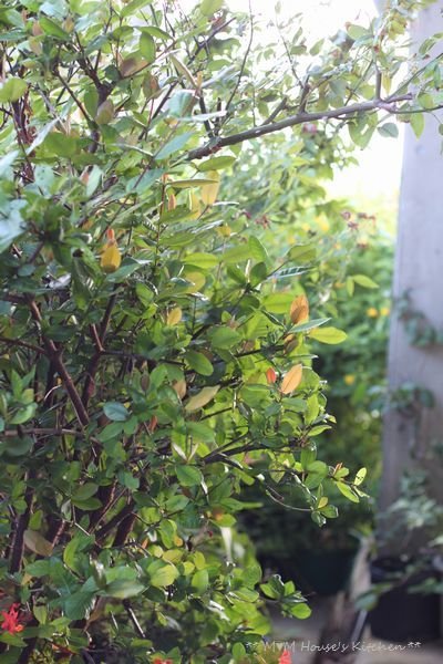 c0139375_15135070.jpg