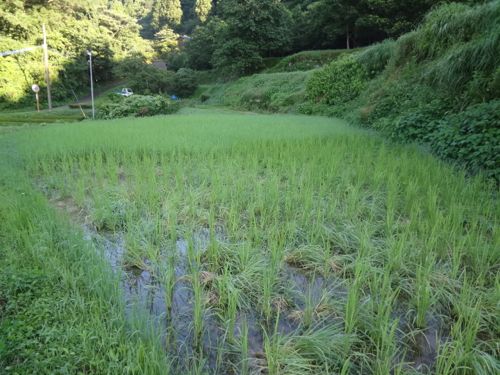 草取り13_c0169176_9354873.jpg