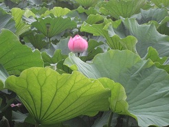 上野不忍池のハスの花　今が見ごろ_e0093679_12135396.jpg