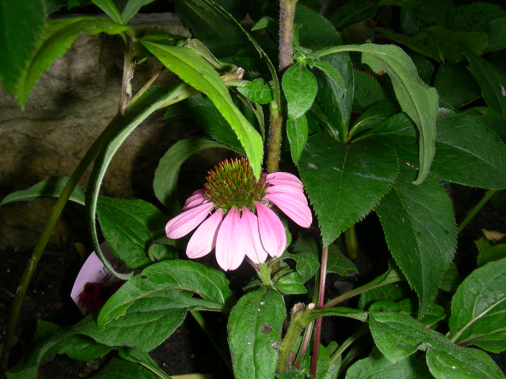 b0096584_1331016.jpg