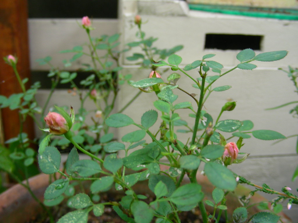 b0096584_91255.jpg