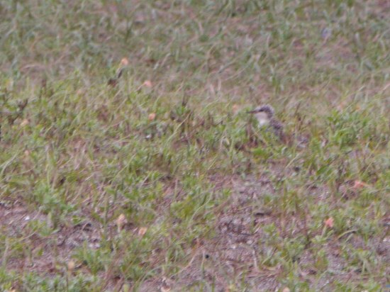 コアジサシ（繁殖）、ヒバリ（巣と卵）_d0088184_22582361.jpg