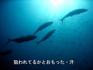 ピピ島まで行って来ました!_f0144385_2342676.jpg