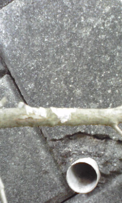 e0054290_0393751.jpg