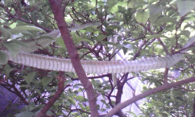 e0054290_0393789.jpg