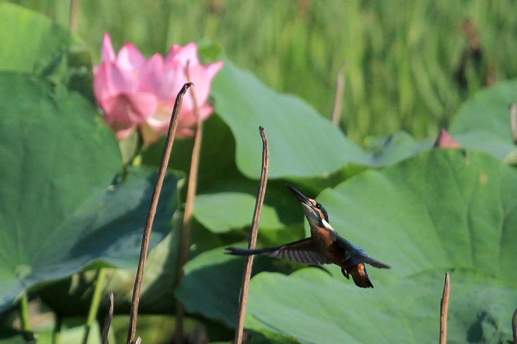 カワちゃんハスをバックに飛び付きです/幻の「高座スイカ」_b0024798_946244.jpg