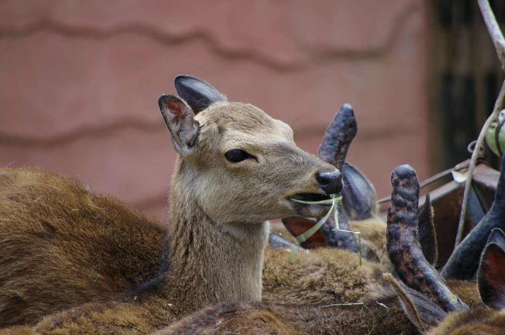 やっぱり動物園は望遠ズームで③_b0138101_21325228.jpg