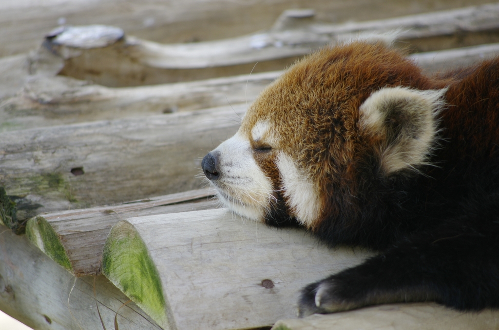 やっぱり動物園は望遠ズームで③_b0138101_21332550.jpg