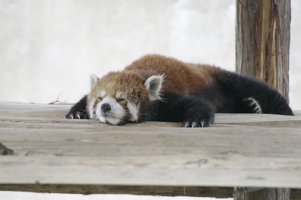 やっぱり動物園は望遠ズームで③_b0138101_21333635.jpg