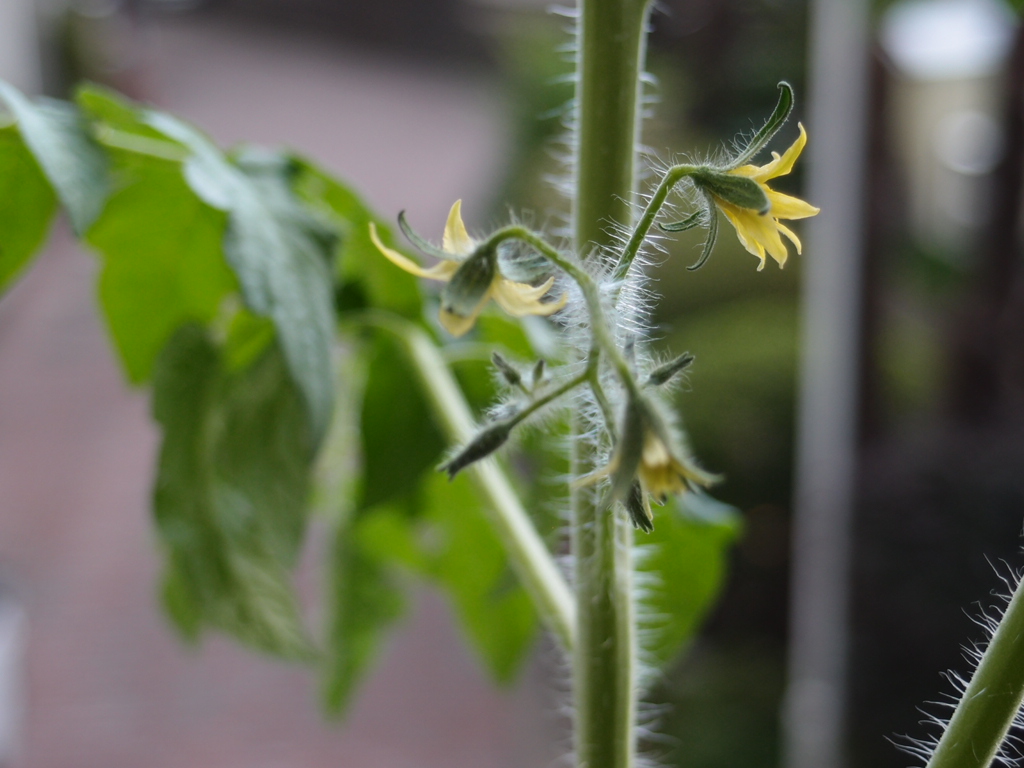 ミニトマトの花が咲いた!_a0116902_22305837.jpg