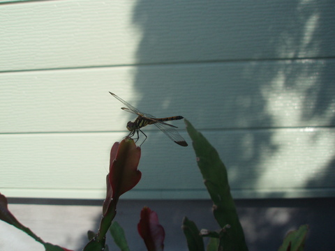 b0198109_10424152.jpg