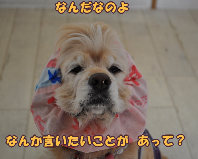 つかの間、日常のひめポチ_b0067012_10103425.jpg